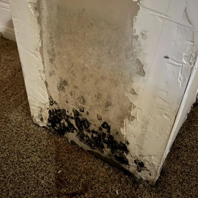 Professional Mold Removal in Arcanum, OH